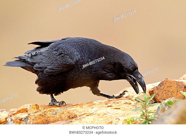 Canary Islands Raven, Canary Raven Corvus corax tingitanus, Corvus tingitanus, sitting on a stone searching for food, Canary Islands, Fuerteventura