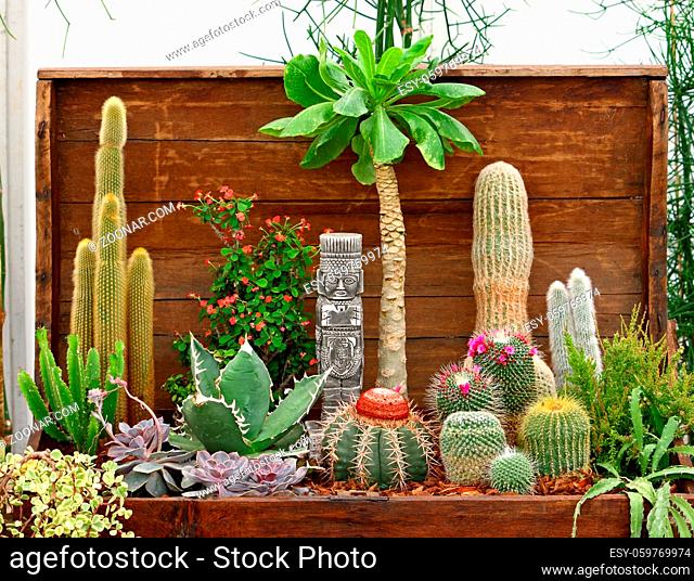 Small collection of cacti, home decoration
