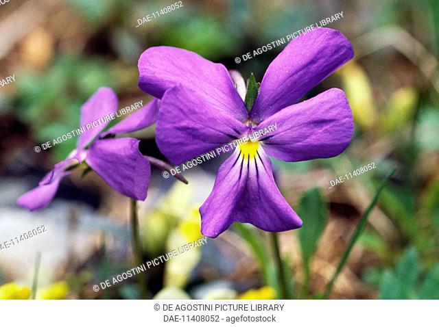 Horned Pansy (Viola cornuta), Violaceae, Queyras Natural Park, Provence-Alpes-Cote d'Azur, France