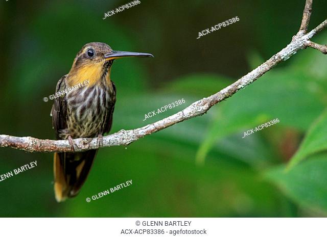 Saw-billed Hermit (Ramphodon naevius) perched on a branch in the Atlantic rainforest of southeast Brazil