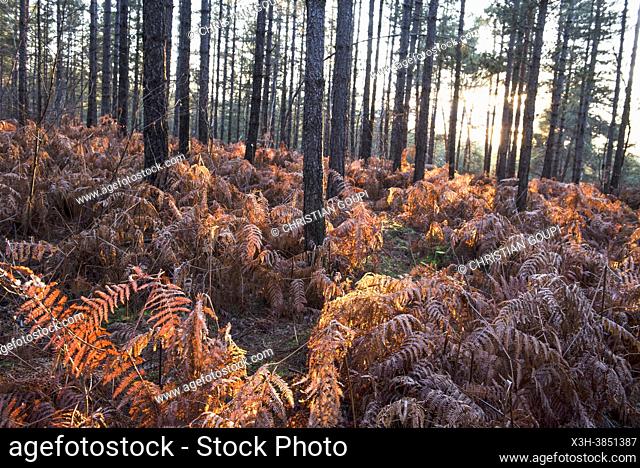 Ferns in undergrowth of pinewood, Forest of Rambouillet, Haute Vallee de Chevreuse Regional Natural Park, Yvelines department, Ile de France region, France