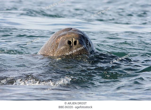 A Walrus (Odobenus rosmarus )swimming