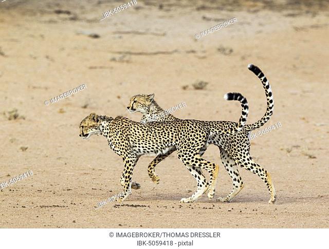 Cheetah (Acinonyx jubatus), two playful subadult males in the dry and barren Auob riverbed, Kalahari Desert, Kgalagadi Transfrontier Park, South Africa, Africa