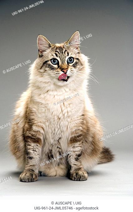 Domestic cat of mixed breed, Felis catus, tongue protruding, licking lips. Studio photograph. (Photo by: Auscape/UIG)