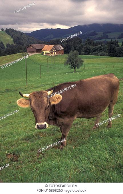 cow, Switzerland, Appenzell, Europe, A Brown Swiss Cow wearing a cowbell stands in a pasture on a farm in Appenzell