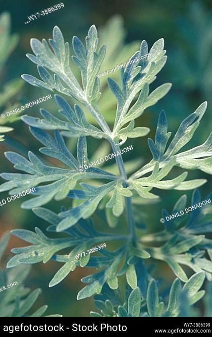 artemisia absinthium wormwood plant, s. floriano park, italy