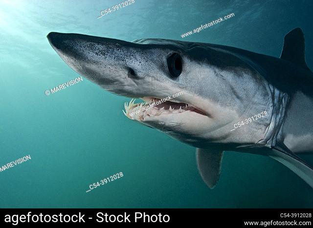 Shortfin mako. Mako shark (Isurus oxyrinchus). Eastern Atlantic. Galicia. Spain. Europe