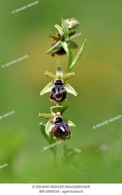 Palermo Spider Orchid (Ophrys panormitana), Messina district, Sicily, Italy