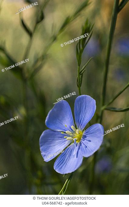 Flowering Blue flax (Linum perenne)