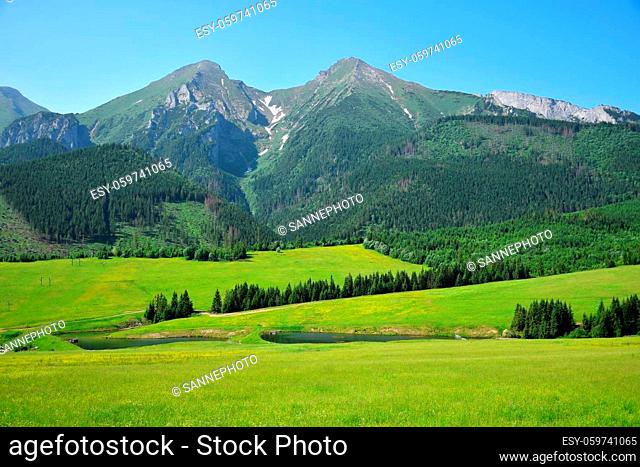 The two highest mountains of the Belianske Tatra, Havran and Zdiarska vidla. A yellow flower meadow and two ponds in front
