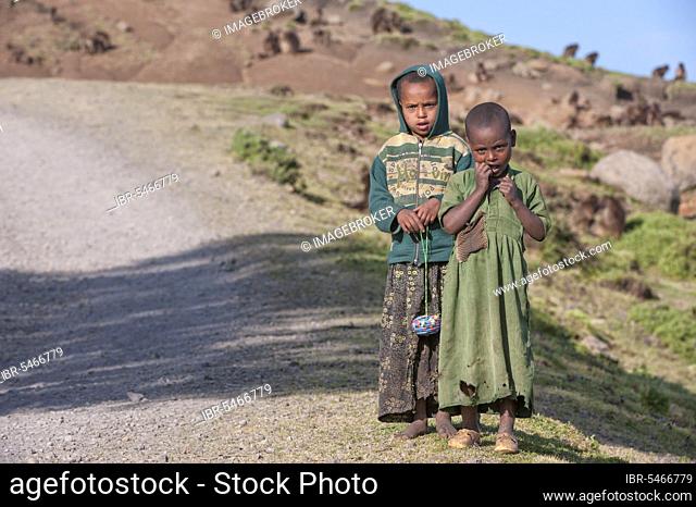 Children by the road, Simien Mountains National Park, Seed Gonder Zone, Amhara Region, Ethiopia, Africa