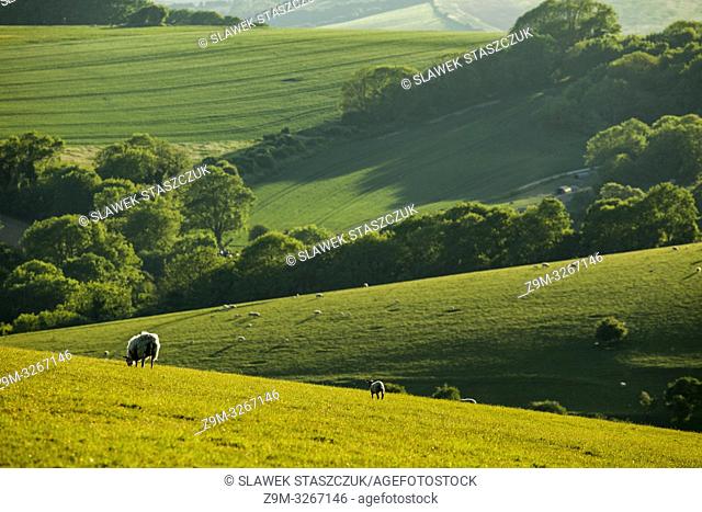 Spring afternoon in South Downs National Park, East Sussex, England