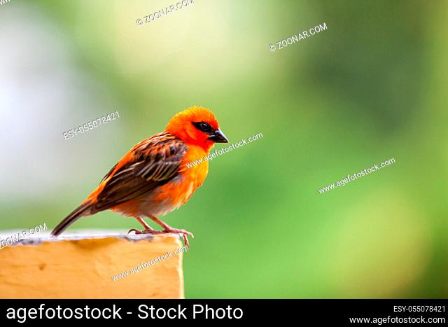A small red local bird on the Seychelles