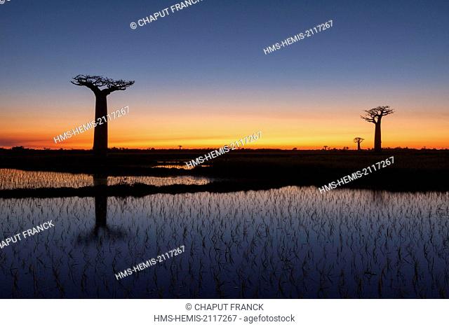 Madagascar, Menabe region, sunset on baobabs near Morondava