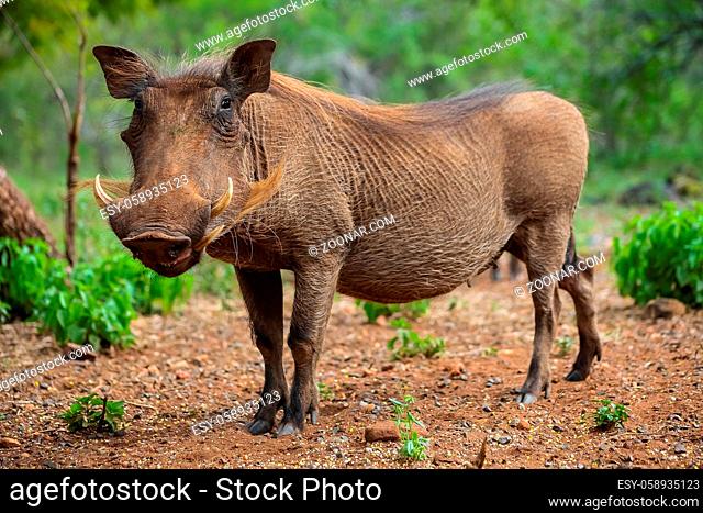 Close up of a wild African Warthog