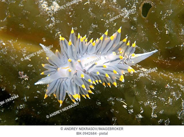 White-and-orange-tipped Nudibranch (Janolus fuscus), Sea of Japan, Russia