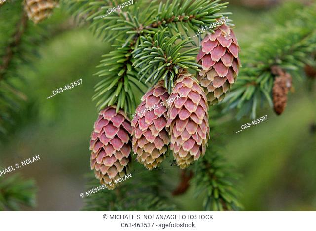 Sitka Spruce (Picea sitchensis) with cones in Southeast Alaska, USA