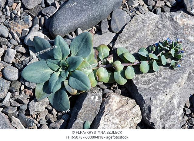 Oysterplant Mertensia maritima flowering, growing on shingle, Muckle Uri Geo, Fair Isle, Shetland Islands, Scotland, june