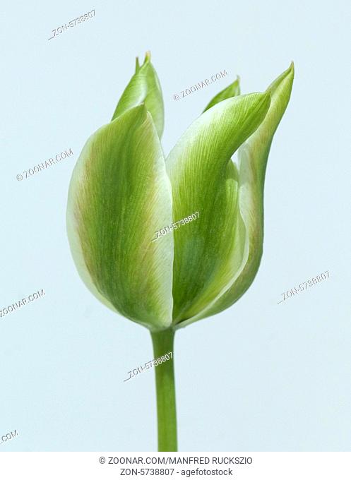 Viridiflora Tulpen, Spring Green