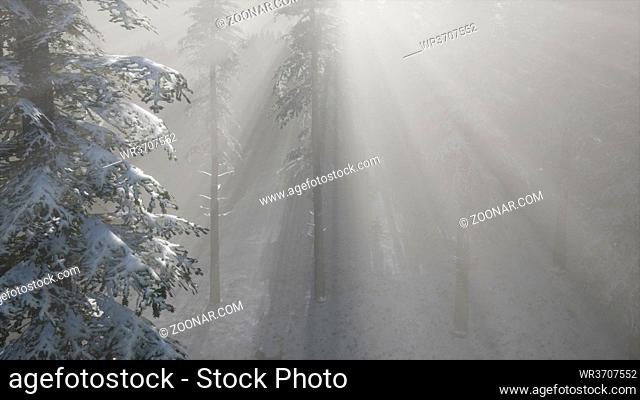 misty fog in pine forest on mountain slopes at winter