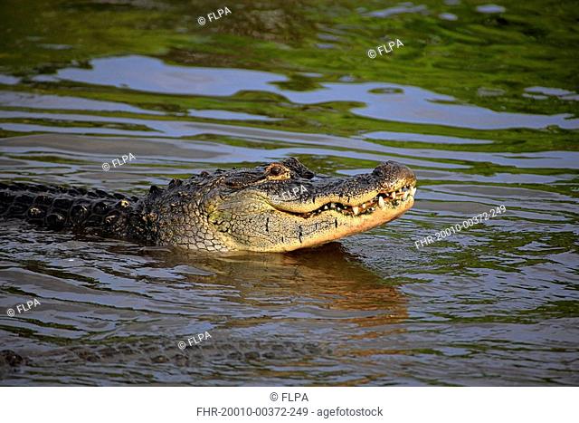 American Alligator Alligator mississipiensis adult, feeding, head out of water, Florida, U S A