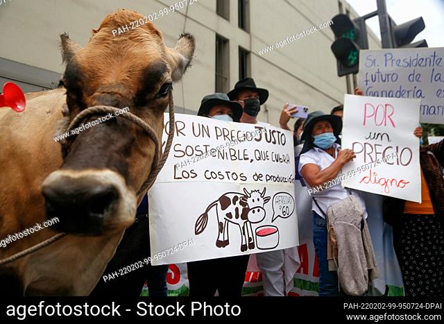 02 February 2022, Peru, Lima: ""For a fair price that covers production costs, "" reads a demonstrator's placard during a protest by dairy farmers