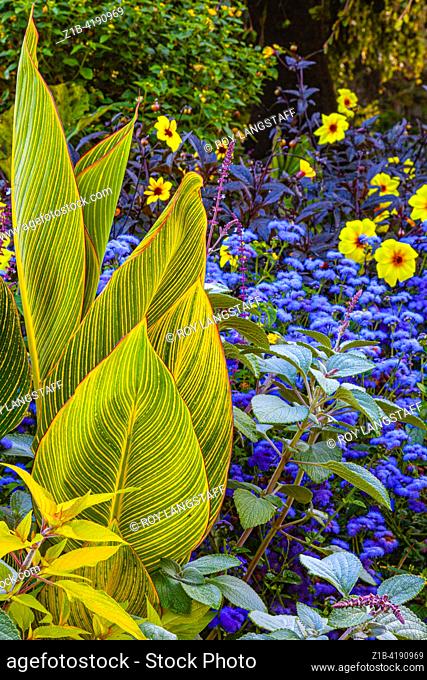 Broad leafed plant with blue flowers at VanDusen Gardens in Vancouver