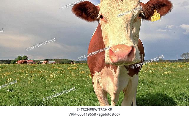 Simmental cattle, cow, Bavaria