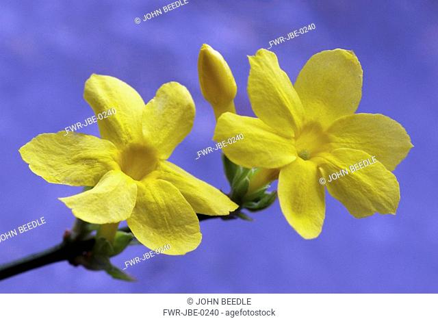 Jasminum nudiflorum, Jasmine - Winter flowering jasmine