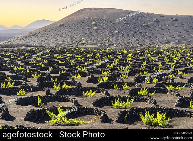 Grapevine on black volcanic soil in vineyards of La Geria, Lanzarote, Canary Islands, Spain, Europe