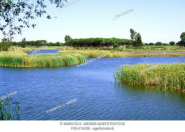 'Acebuche' lagoon in Doñana National Park. Huelva province, Andalusia. Spain