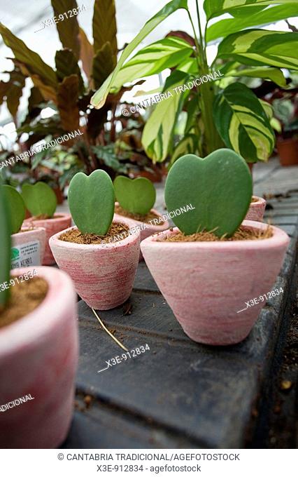 Cactus en forma de corazón en un vivero
