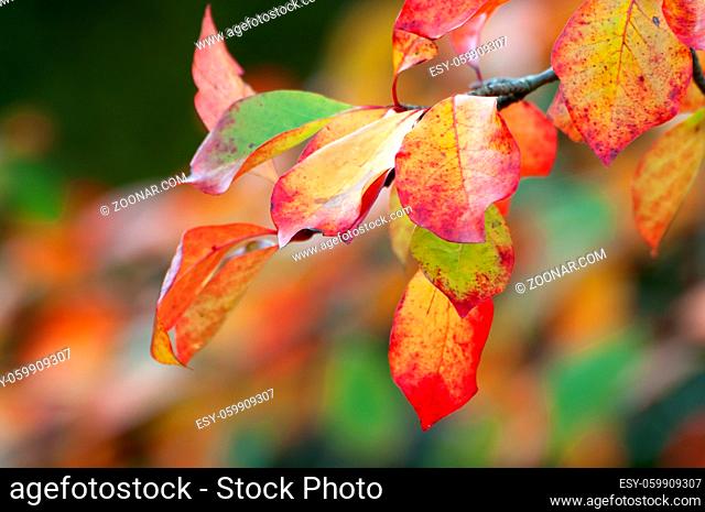 Herbstlich verfärbte Blütter der Buche. Autumnal colored leaves of a beech in october