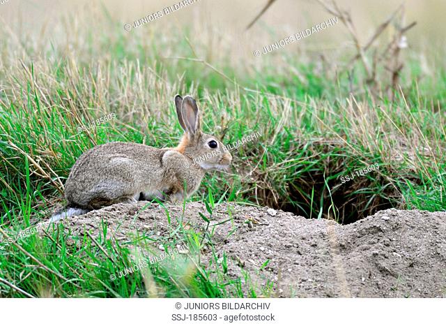 European Rabbit (Oryctolagus cuniculus). Adult at entrance to burrow. Germany