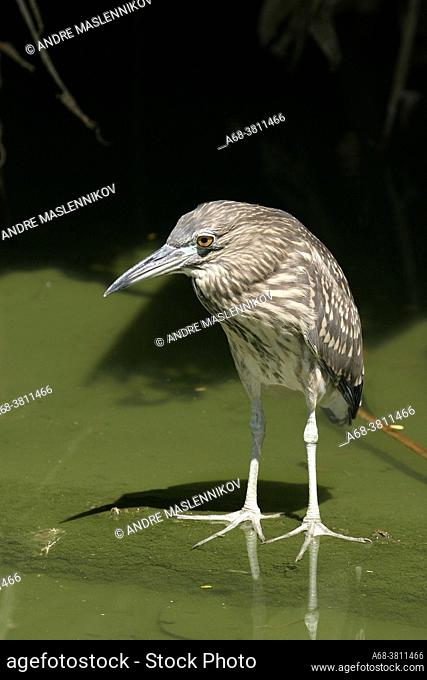 Nycticorax nycticorax, Blach-crowned Night Heron. The juvenile has a brown head, neck, chest and belly streaked with buff and white