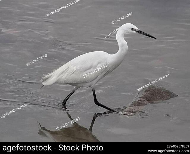 White egret fishing in the Douro river