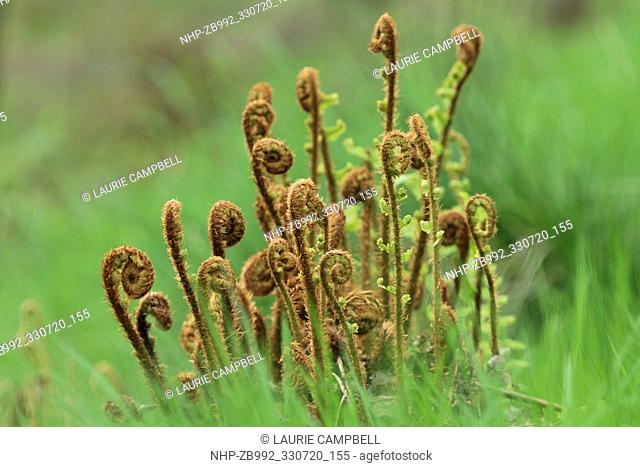 Scaly Male Fern (Dryopteris pseudomas) emerging fronds in spring, Little Druim Wood, Glen Finglas, Woodland Trust Reserve