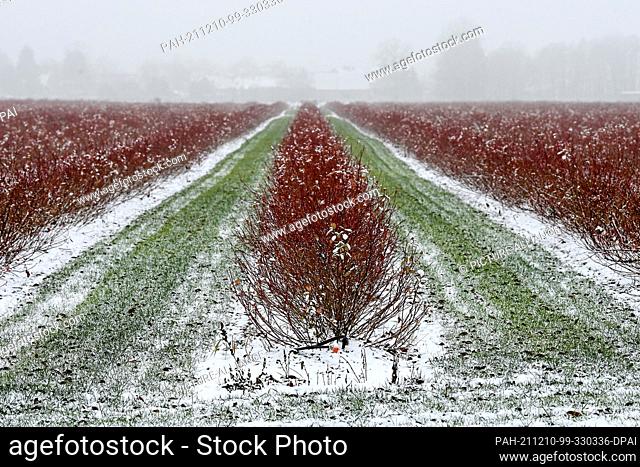 10 December 2021, Brandenburg, Potsdam: In dreary weather, blueberry bushes in a field are surrounded by snow-covered lawn