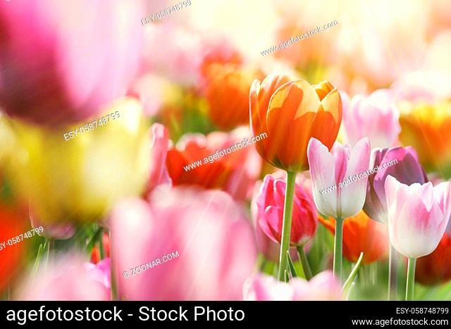 bunte Tulpenblüten in warmen Farbtönen im morgentlichen hellen Sonnenlicht, Sonnenstrahlen