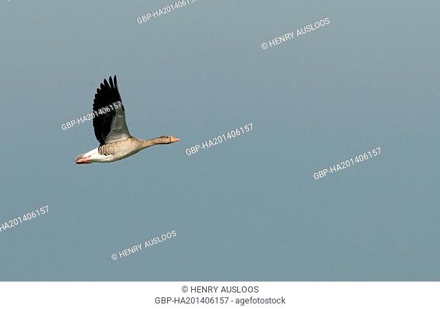 Greylag Goose (Anser anser) - Flight