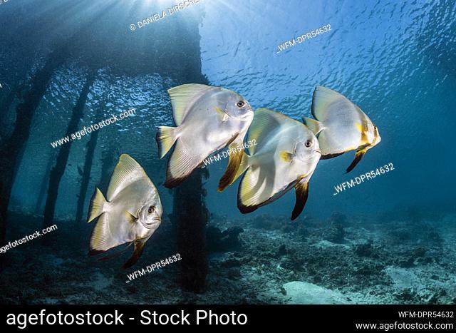 Shoal of Longfin Batfish, Platax teira, Raja Ampat, West Papua, Indonesia