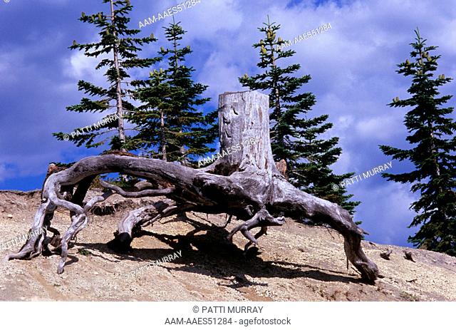 Stump from Blast, Pacific Silver Fir (Abies amabilis) July 2009 Mount St. Helen's NVM, Washington