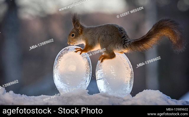 squirrel is standing on ice eggs