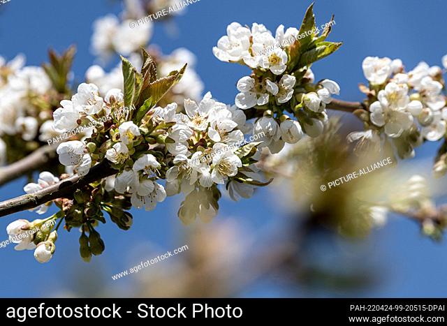 18 April 2022, Hessen, Witzenhausen: A cherry tree blossoms on a plantation. Every year, from mid-April to early May, the landscape around Witzenhausen is...