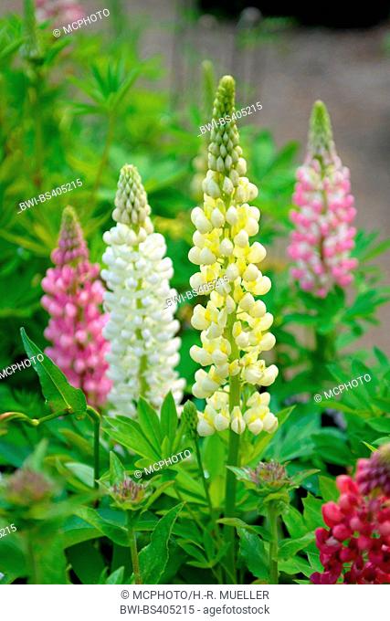 bigleaf lupine, many-leaved lupine, garden lupin (Lupinus polyphyllus), blooming in differenz colours, Germany