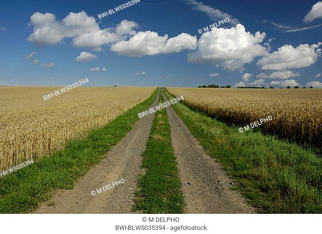 field path in summer, Germany, Hesse