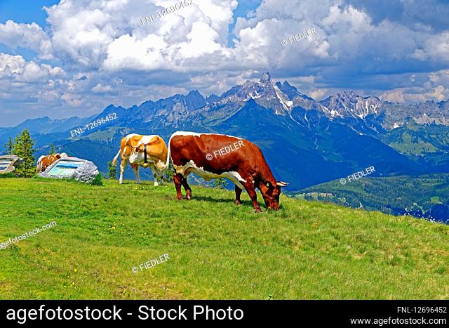 Cattles on meadow, Salzburger Land, Austria, Europe
