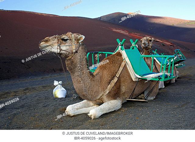 Camels for tourist rides, Timanfaya National Park, Montañas del Fuego, Fire Mountains, volcanic landscape, Lanzarote, Canary Islands, Spain
