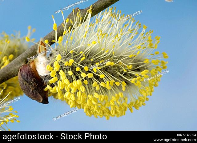 Sal willow, male willow catkins, Sal willow (Salix caprea), willow catkins