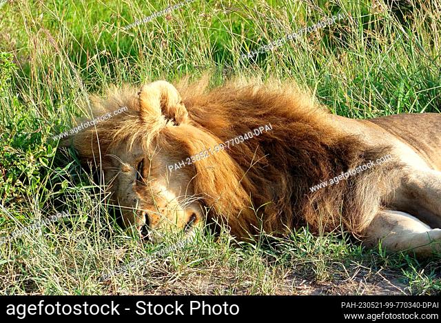 06 March 2023, Kenya, Masai Mara: Sleeping male lion Photo: David Renke/dpa. - Masai Mara/Masai Mara/Kenya